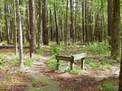 Trail junction on the Yockanookany section. Brown sign with yellow letters alerts visitor to trail.