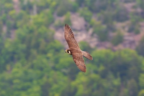 a large falcon with pointed wings flying
