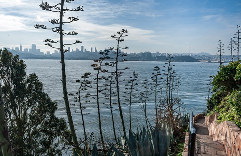 Tall plants surround a set of stairs leading towards water. Across the water is a city skyline.