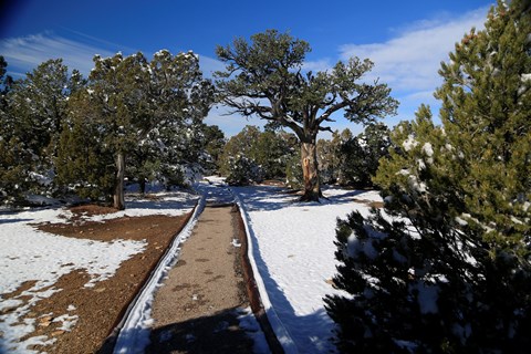 A paved trail moving between a snow covered pine and juniper forest.