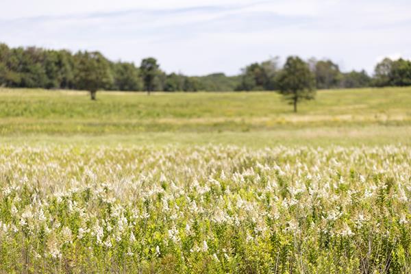 A large, grassy meadow with a line of dark trees in the background.