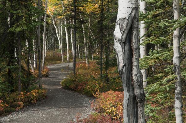 a trail leading through a forest of spruce and aspen trees
