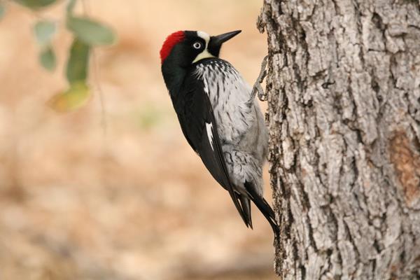 A bird with a black head and back, red patch on top of the head, and white belly clings to a tree.