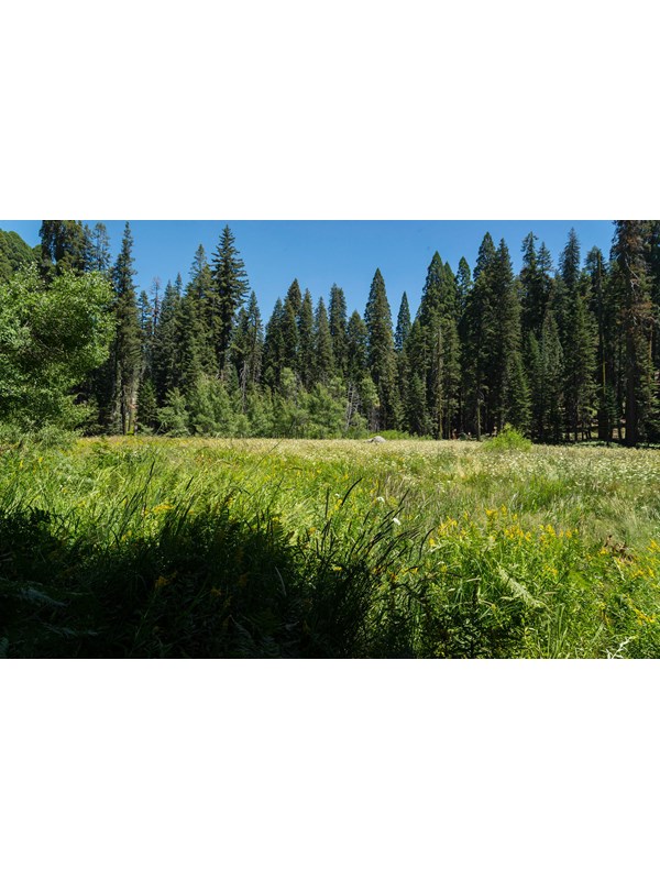 Crescent Meadow by Alison Taggart-Barone