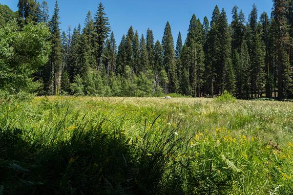 Crescent Meadow by Alison Taggart-Barone