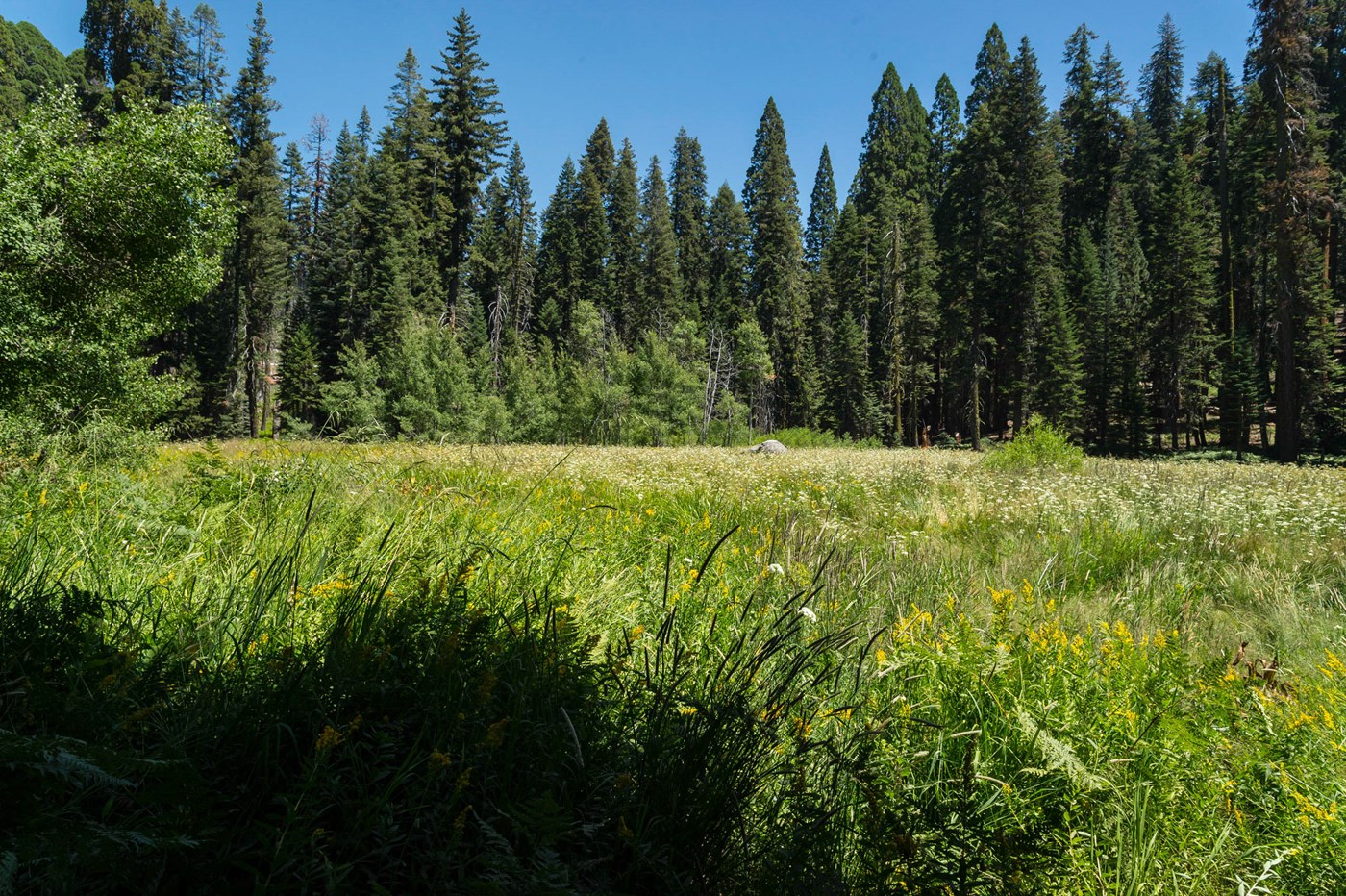 Crescent Meadow with giant sequoias at its edge