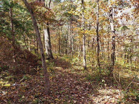 a wooded view of a trail and trees in the fall with yellows, browns and orange leaves