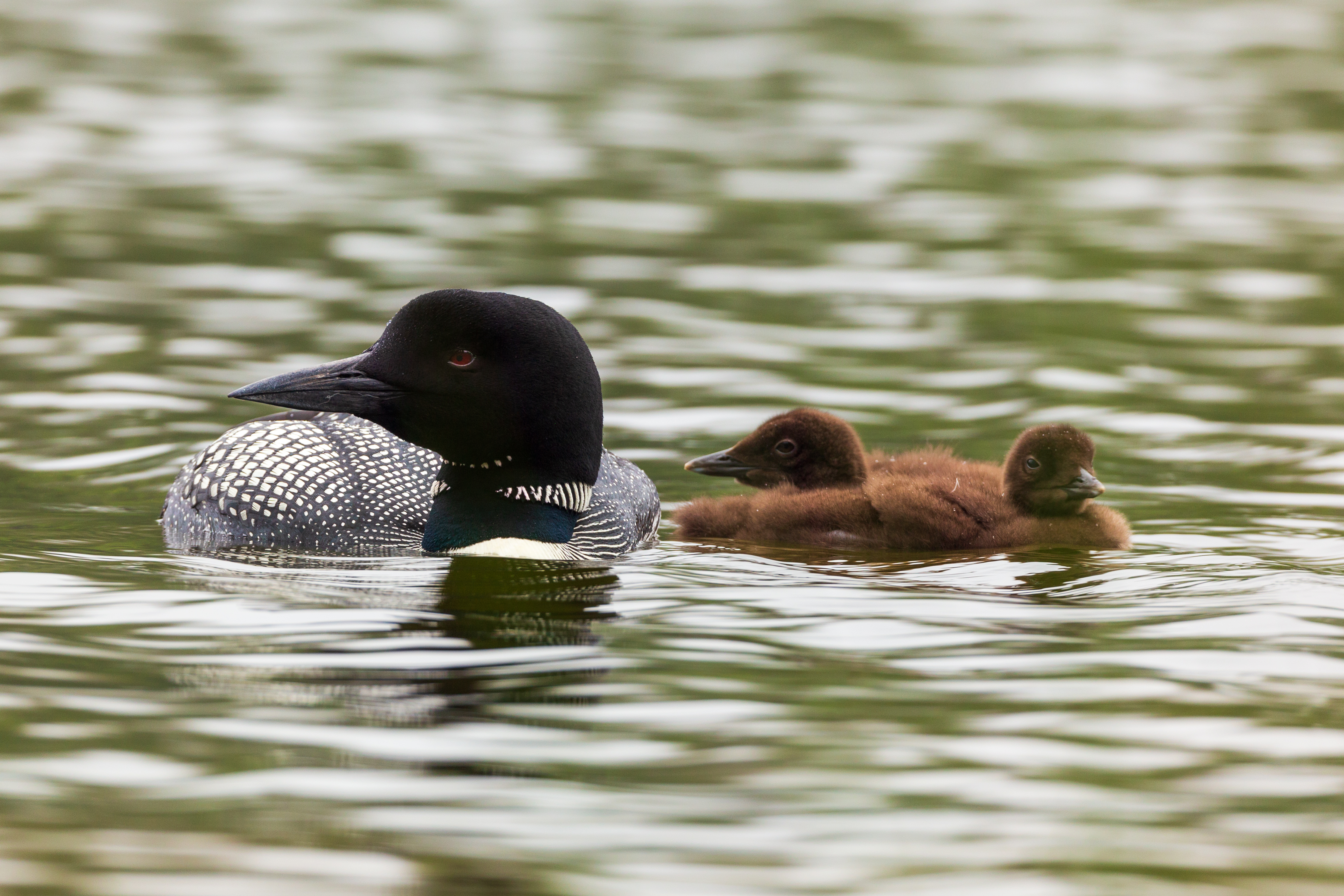 Adult loon with two chicks in lake