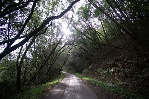 Sunlight filters through the branches of trees that arch over a paved trail.
