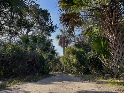 A sandy trail with palm trees and palmettos on the sides.