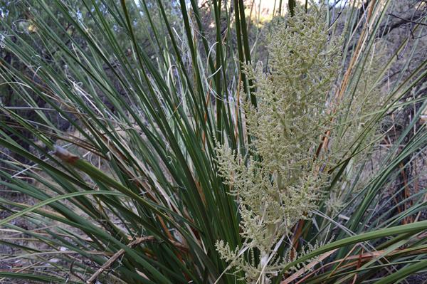 A plant with narrow, thin leaves and a flower stalk, all growing from the center of the plant.