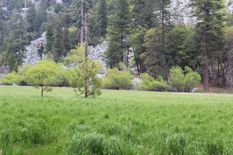 Green meadow grass with tall trees behind it and a gray granite mountain looming overhead