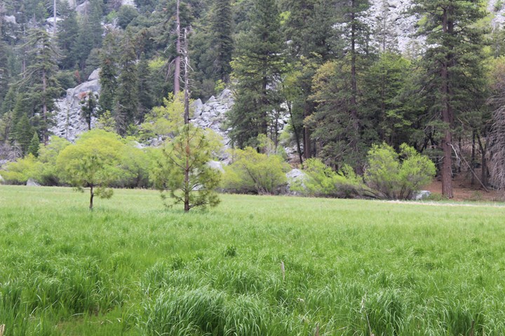 Green meadow grass with tall trees behind it and a gray granite mountain looming overhead at Zumwalt Meadow