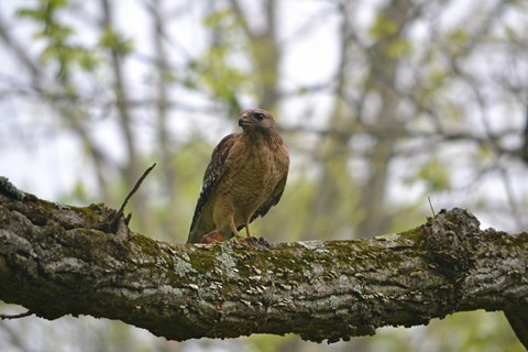 A hawk perched on the branch of a tree in a spring forest