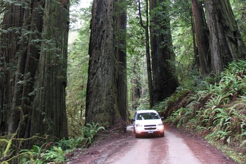A white car drives on a dirt road wedged between redwood trees.