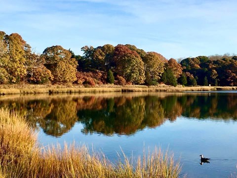 Trees and a trail surround Salt Pond in Eastham.