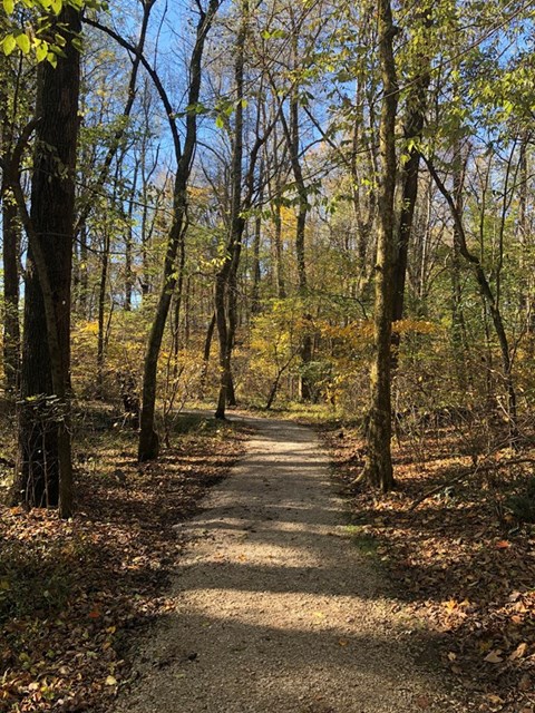 wooded trail