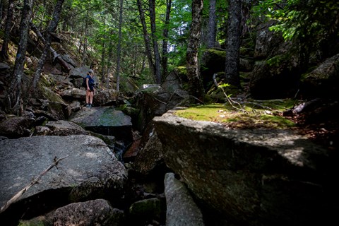 Visitor stands on a rock along a forested trail