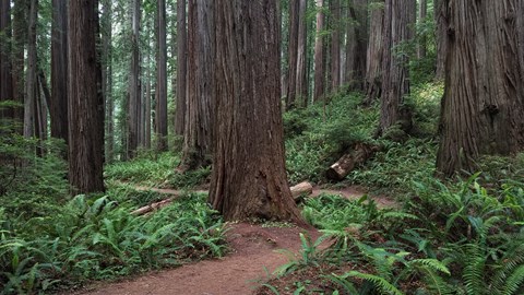 Boy Scout Tree Trail