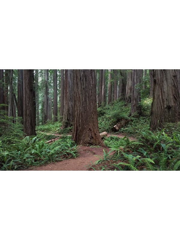 Boy Scout Tree Trail