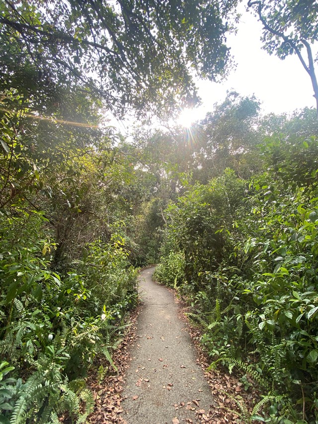 Paved path winding through dense green vegetation with leafy branches overhead