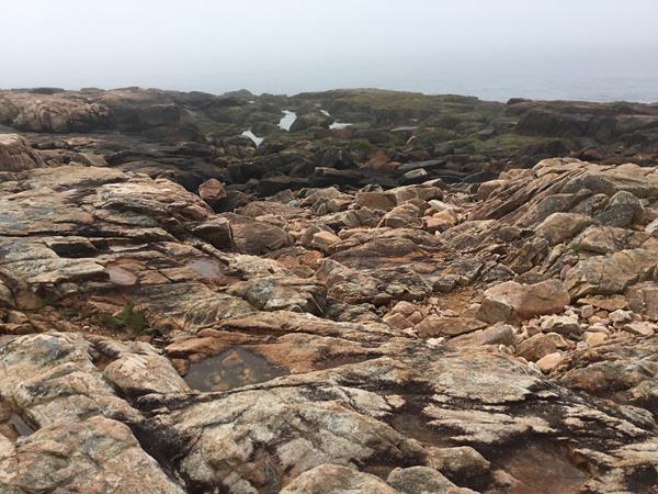 Rocky coast with seaweed covering rocks near the ocean