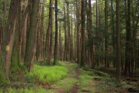 dirt/grass trail surrounding by towering hemlock trees