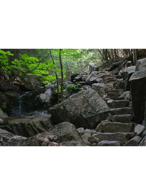 Rock steps pass a small cascade in a forest