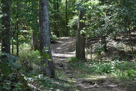 Dirt nature trail surrounded by vegetation