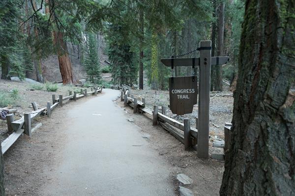 A paved path runs inbetween a wooden fence. On the other sides of the fence are giant sequoia trees