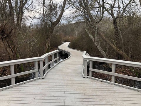 A white boardwalk winds through a swampy forest