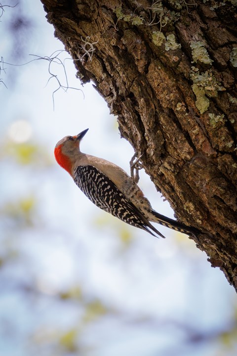 A bird with a red head and black and white wings perches on the side of a tree.