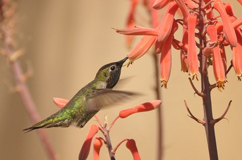 Green hummingbird feeding from a red flower.
