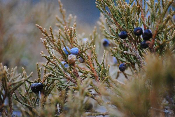 A branch with scale-like needles, and small blue fruit
