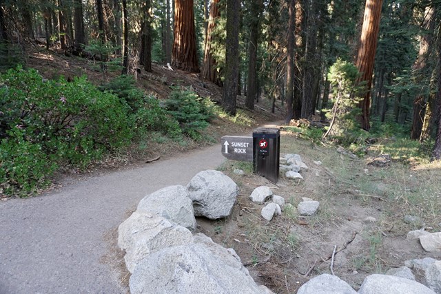 A brown wooden sign beside an asphalt path that leads through tall trees