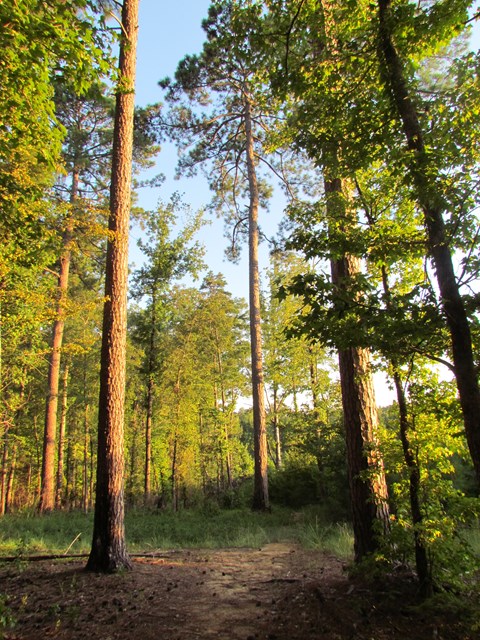Sun setting on trail. Large pine trees border both sides of dirt trail