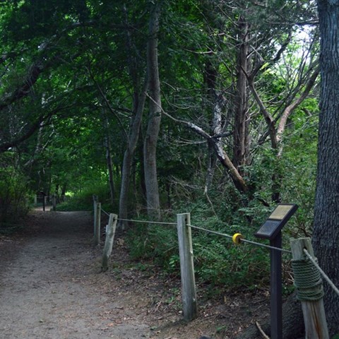 Posts with rope along wooded trail.
