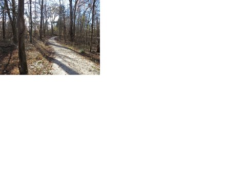 Wooded gravel trail