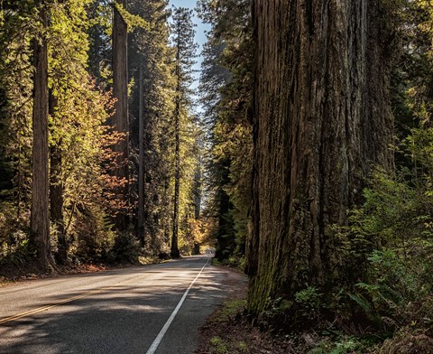 Large redwood trees along a curving, paved road.