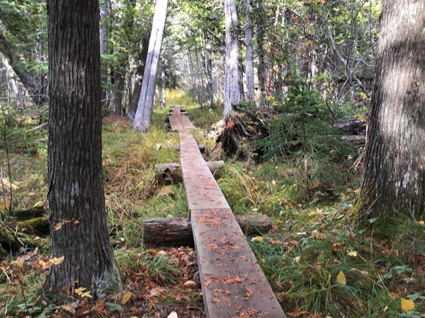 A wooden boardwalk a part of the trail goes through a forest with small plants on the ground.