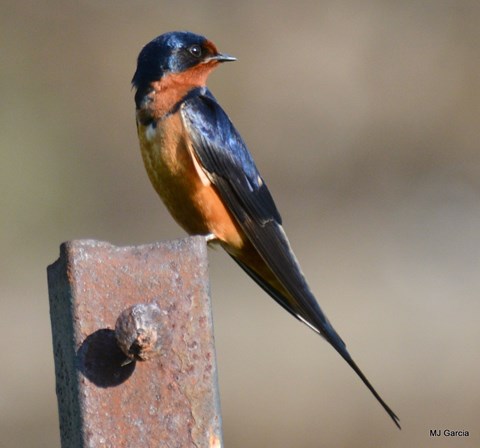 a small dark blue bird with bright orange stomach