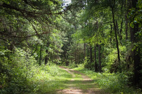 A wide curving path lined with grass leads into a dense green forest on a sunny spring day.