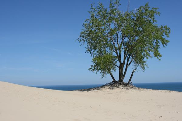 A lone cottonwood tree with deep green leaves emerge from the yellow sand along the shoreline.