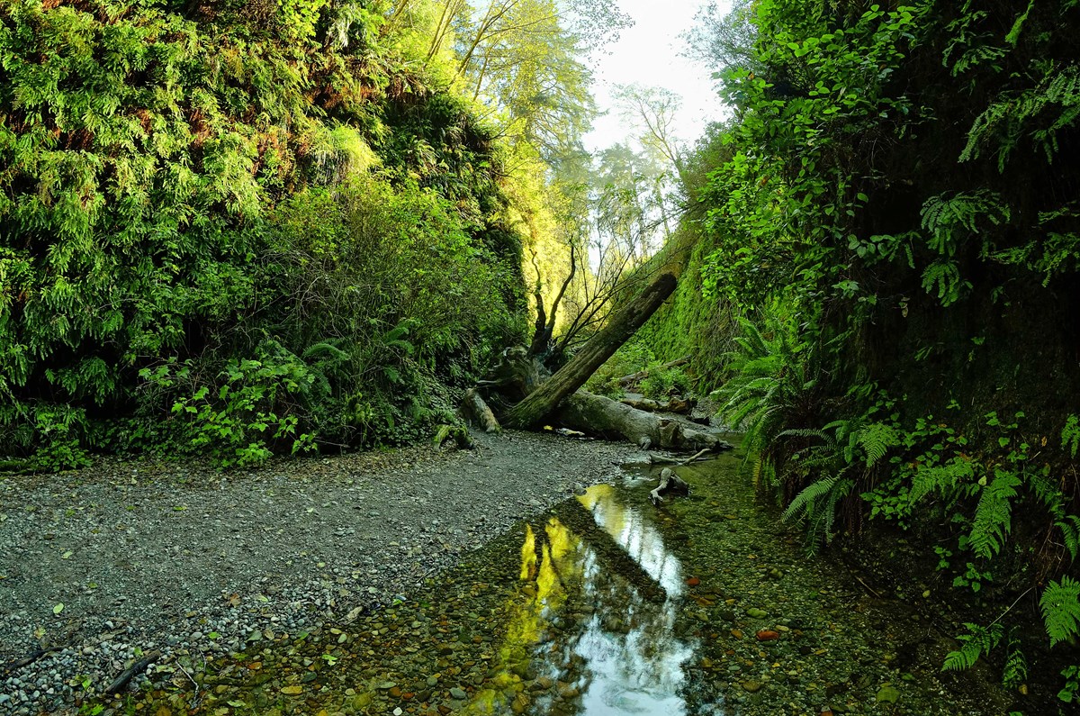 Calm creek and cobbles with steep walls on either side covered in green ferns.