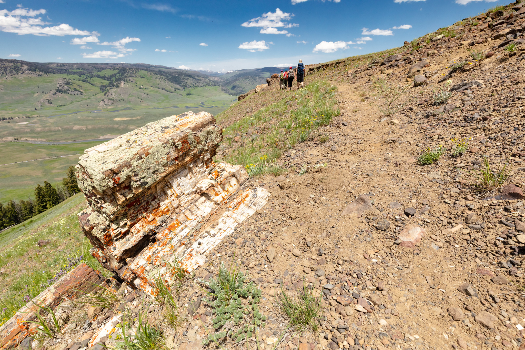 Specimen Ridge Day Hike / Fossil Forest Trailhead