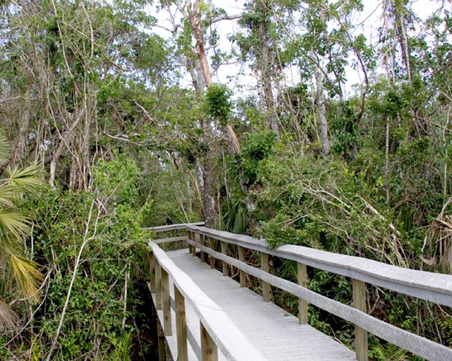 Light wooden boardwalk stretching into a dense green canopy