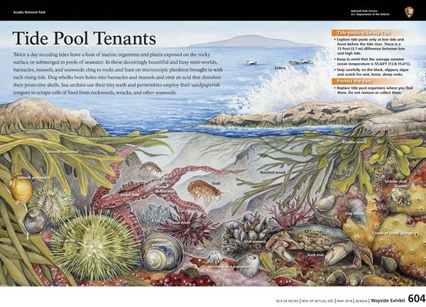 Image of an interpretive wayside entitled, "Tide Pool Tenants"