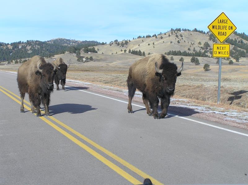 Watch Wind Cave Wildlife
