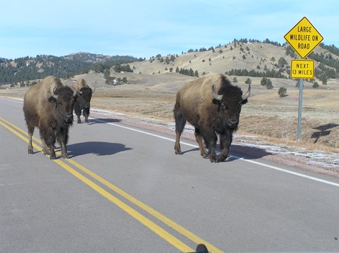 Three bison walk down the highway next to a sign reading large wildlife on road next 13 miles