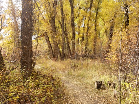 A trail in autumn with yellow leaves and a path between trees